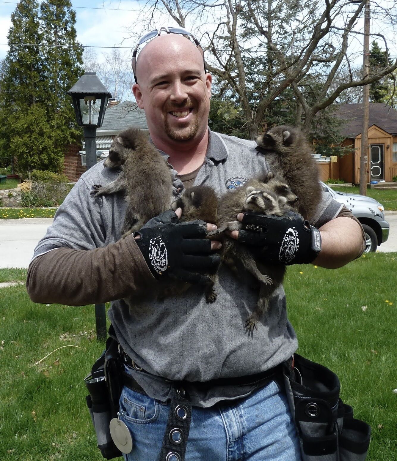 raccoon 4.JPG